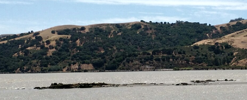 Benicia, California - 8 American White Pelicans